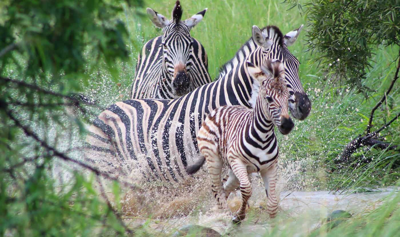 Le strisce della zebra